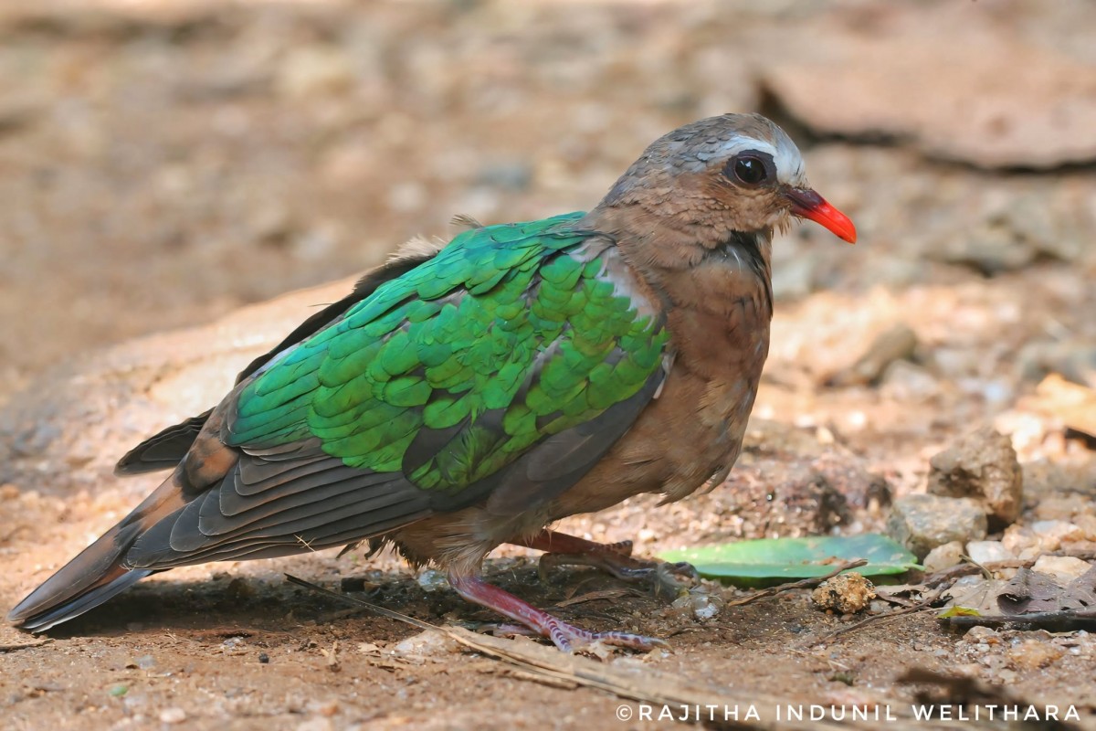 Chalcophaps indica Linnaeus, 1758